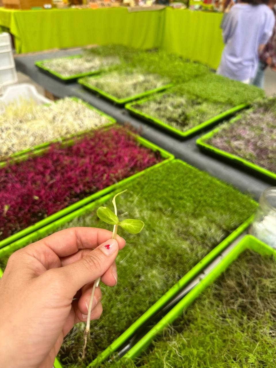 Fresh micro greens grown by MicroGreens Rancho in SMA